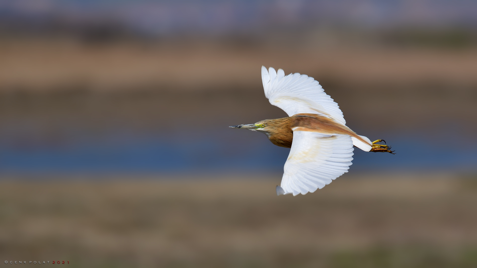 Squacco Heron — Ana fotoğraf